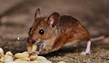 24 Hour & Emergency Exterminators in Spurlockville, WV